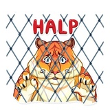Amur Tiger WhatsApp Sticker #11