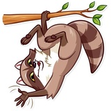 Bandit Raccoon WhatsApp Sticker #5