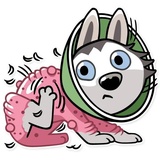 Chuck the Husky WhatsApp Sticker #14