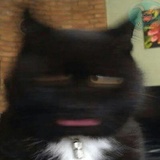 Broken Cats WhatsApp Sticker #13