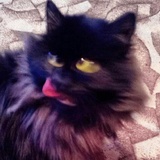 Broken Cats WhatsApp Sticker #14