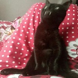 Broken Cats WhatsApp Sticker #16