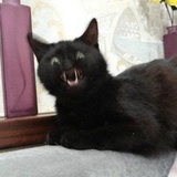 Broken Cats WhatsApp Sticker #17