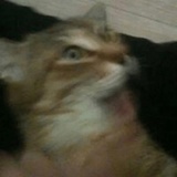 Broken Cats WhatsApp Sticker #18