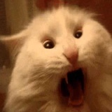 Broken Cats WhatsApp Sticker #20