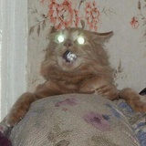 Broken Cats WhatsApp Sticker #21