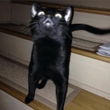 Broken Cats WhatsApp Sticker #24