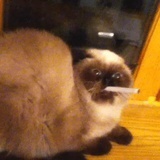 Broken Cats WhatsApp Sticker #25