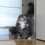 Broken Cats WhatsApp Sticker #26