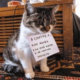 Broken Cats WhatsApp Sticker #28