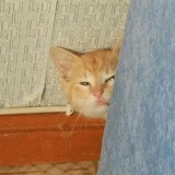 Broken Cats WhatsApp Sticker #4