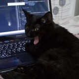 Broken Cats WhatsApp Sticker #6