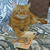 Broken Cats WhatsApp Sticker #7