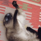 Broken Animals WhatsApp Sticker #11