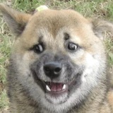 Broken Animals WhatsApp Sticker #17