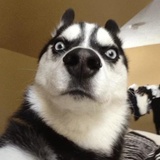 Broken Animals WhatsApp Sticker #20