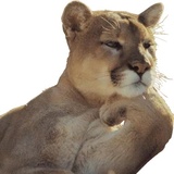 Broken Animals WhatsApp Sticker #24