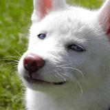 Broken Animals WhatsApp Sticker #26