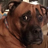 Broken Animals WhatsApp Sticker #28