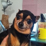 Broken Animals WhatsApp Sticker #5