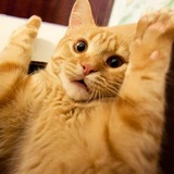 Broken Animals WhatsApp Sticker #9