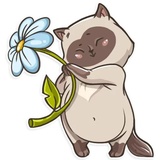 Cat it! WhatsApp Sticker #23