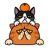 Fun Cat WhatsApp Sticker #13
