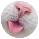 Nice Cats WhatsApp Sticker #11