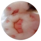 Nice Cats WhatsApp Sticker #13