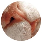 Nice Cats WhatsApp Sticker #15