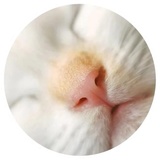 Nice Cats WhatsApp Sticker #16