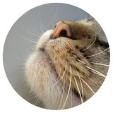 Nice Cats WhatsApp Sticker #17