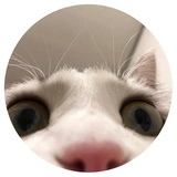 Nice Cats WhatsApp Sticker #18