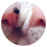 Nice Cats WhatsApp Sticker #19