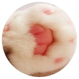 Nice Cats WhatsApp Sticker #20