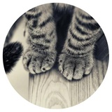 Nice Cats WhatsApp Sticker #7