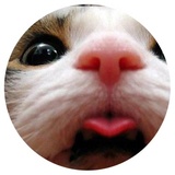 Nice Cats WhatsApp Sticker #8