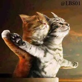 Cats WhatsApp Sticker #10