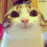 Cats WhatsApp Sticker #11