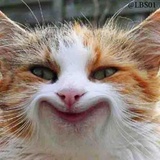 Cats WhatsApp Sticker #12