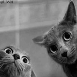 Cats WhatsApp Sticker #13