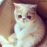 Cats WhatsApp Sticker #14