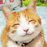 Cats WhatsApp Sticker #15