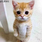 Cats WhatsApp Sticker #16