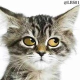 Cats WhatsApp Sticker #19
