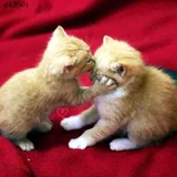 Cats WhatsApp Sticker #2