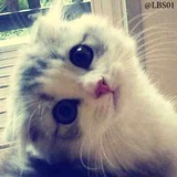 Cats WhatsApp Sticker #24