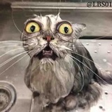 Cats WhatsApp Sticker #26