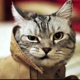 Cats WhatsApp Sticker #27