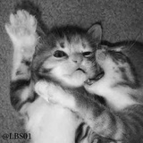 Cats WhatsApp Sticker #28